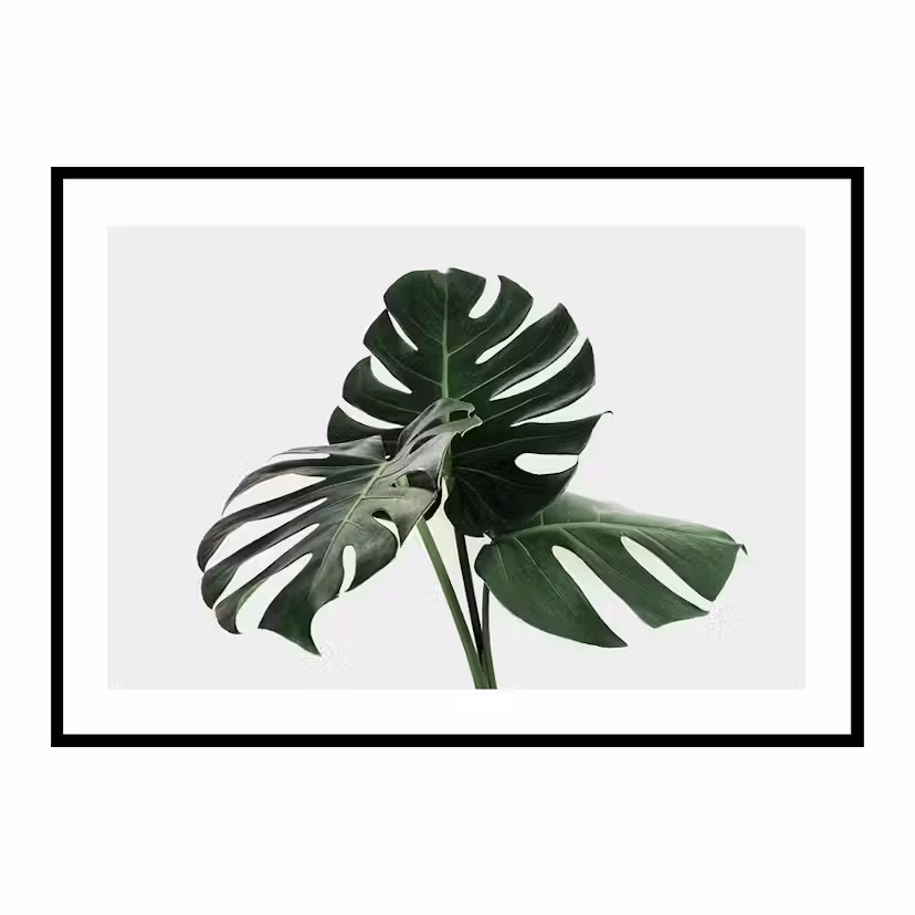 Poster Gallerix Monstera Delicosa Storlek: 30x40 cm
