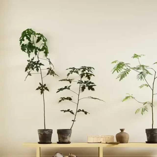 Själ 1625 - Jotun Lady Pure Color 10L